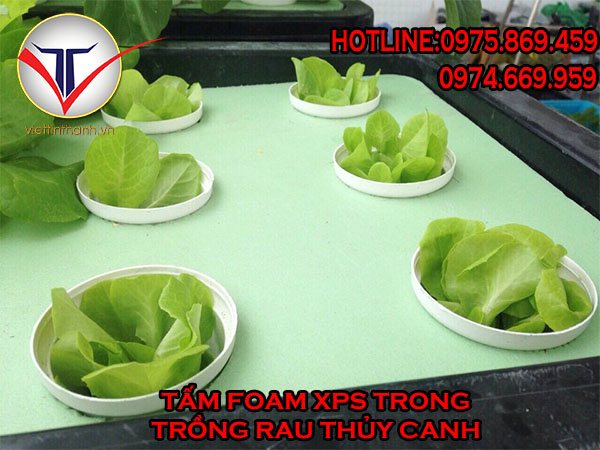 Tấm foam xps trong mô hình trồng rau thủy canh